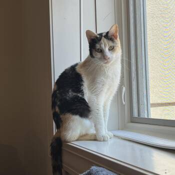 Domestic Short Hair Cats Available for Adoption in Overland Park, Kansas - ZeeZee | PetCurious