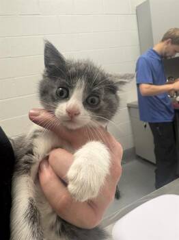 MIKE MEOWZOSKI -  Domestic Short Hair Cat for Adoption in Indianapolis, Indiana - MIKE MEOWZOSKI | PetCurious