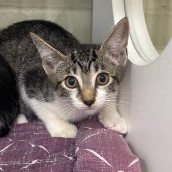 Kiki -  Domestic Short Hair Cat for Adoption in League City, Texas - Kiki | PetCurious