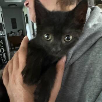 Taz -  Domestic Short Hair Cat for Adoption in Ferndale, Washington - Taz | PetCurious