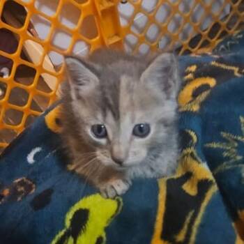 Syrax -  Domestic Short Hair Cat for Adoption in Monroe, Michigan - Syrax | PetCurious