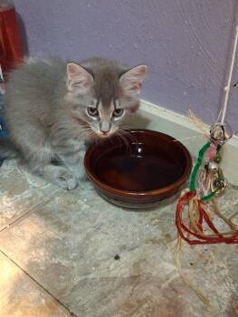 Kolache -  Domestic Medium Hair Cat for Adoption in San Antonio, Texas - Kolache | PetCurious