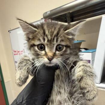 Aden -  Domestic Long Hair Cat for Adoption in Reno, Nevada - Aden | PetCurious