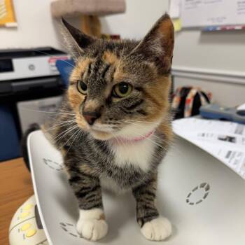Lily Ann -  Domestic Short Hair Cat for Adoption in Peoria, Illinois - Lily Ann | PetCurious