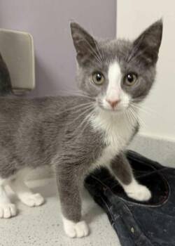 Rescue Domestic Short Hair Cats for Adoption in Annapolis, Maryland - Laffy Taffy | PetCurious