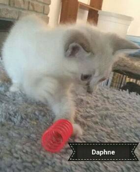 Daphnie -  Domestic Medium Hair Cat for Adoption in Shrewsbury, Massachusetts - Daphnie | PetCurious