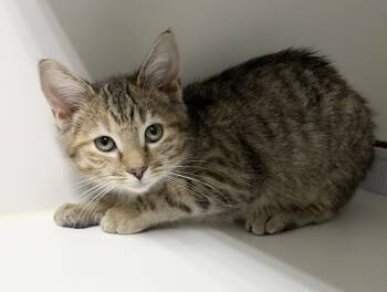 Rescue Domestic Short Hair Cats for Adoption in Rochester, Indiana - Autumn | PetCurious