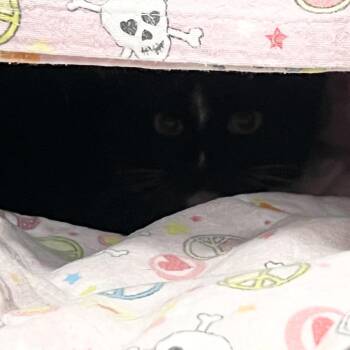 Kindle - Barn Kitten -  Domestic Short Hair Cat for Adoption in Flagstaff, Arizona - Kindle - Barn Kitten | PetCurious