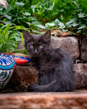 Rescue Domestic Short Hair Cats for Adoption in Gallup, New Mexico - Courage | PetCurious