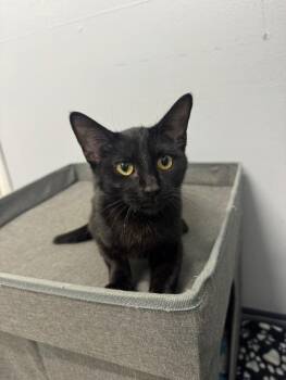 Judy -  Domestic Short Hair Cat for Adoption in Mount Vernon, Ohio - Judy | PetCurious
