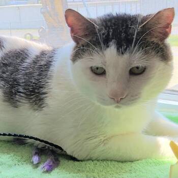 Toby -  Domestic Short Hair Cat for Adoption in Berkeley Springs, West Virginia - Toby | PetCurious