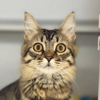 Pearl -  Domestic Long Hair Cat for Adoption in Sacramento, California - Pearl | PetCurious