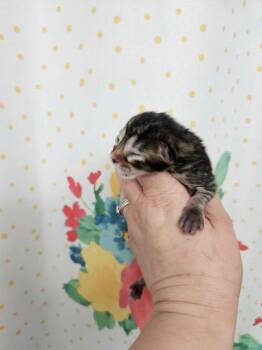 M&M -  Domestic Short Hair Cat Available for Adoption in Johnson City, Tennessee - M&M | PetCurious