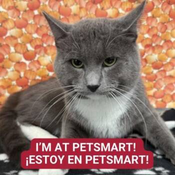 Rescue Domestic Short Hair Cats for Adoption in Carrollton, Texas - Pinecone | PetCurious