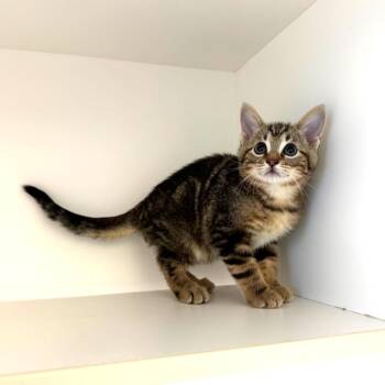 Domestic Short Hair Cats Available for Adoption in League City, Texas - Ruler | PetCurious
