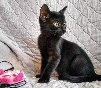Rescue Domestic Short Hair Cats for Adoption in San Andreas, California - Duke | PetCurious