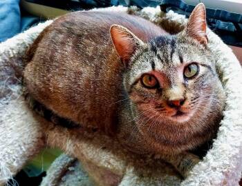 Tabby Cats Available for Adoption in The Dalles, Oregon - Mork | PetCurious