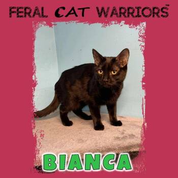Domestic Short Hair Cats Available for Adoption - Bianca | PetCurious