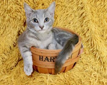 Juju -  Domestic Short Hair Cat for Adoption in St. Augustine, Florida - Juju | PetCurious