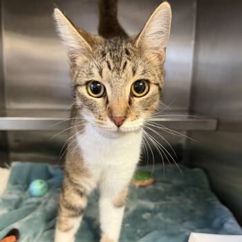 Rescue Domestic Short Hair Cats for Adoption in Hawthorne, California - Inquisitive | PetCurious