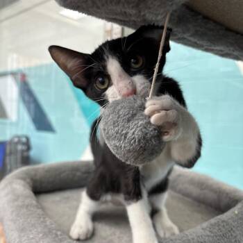 Salted Caramel -  American Shorthair Cat for Adoption in Corpus Christi, Texas - Salted Caramel | PetCurious