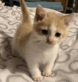 Dutton -  Domestic Short Hair Cat for Adoption in Washington Township, New Jersey - Dutton | PetCurious