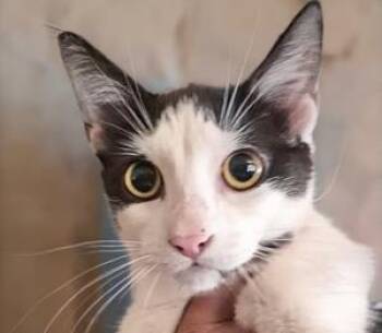 Dipperette -  Domestic Short Hair Cat for Adoption in Simcoe, Ontario - Dipperette | PetCurious