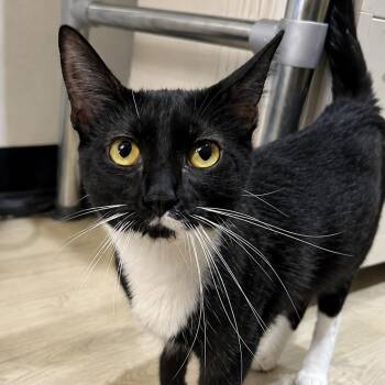 Jasmine -  Domestic Short Hair Cat for Adoption in Tustin, California - Jasmine | PetCurious