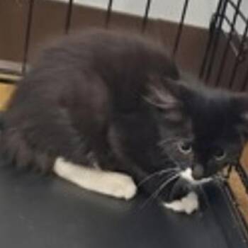 Doja -  Domestic Short Hair Cat for Adoption in New York, New York - Doja | PetCurious