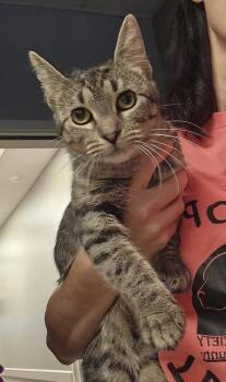 Cass -  Domestic Short Hair Cat for Adoption in Dickson, Tennessee - Cass | PetCurious