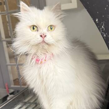 Persian Cats Available for Adoption in Woodbridge, Virginia - Marvelous Mirelle  | PetCurious