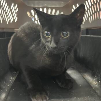 Marlin -  Domestic Short Hair Cat for Adoption in Greensboro, North Carolina - Marlin | PetCurious