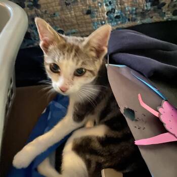 Zira -  Domestic Short Hair Cat for Adoption in Victoria, British Columbia - Zira | PetCurious