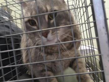 FREA -  Domestic Short Hair Cat for Adoption in Tulsa, Oklahoma - FREA | PetCurious