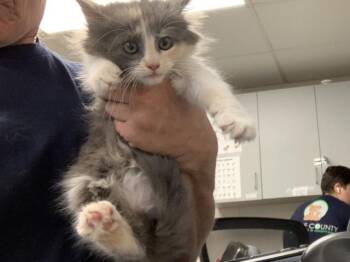COSMO -  Domestic Long Hair and Domestic Short Hair Cat for Adoption in Visalia, California - COSMO | PetCurious