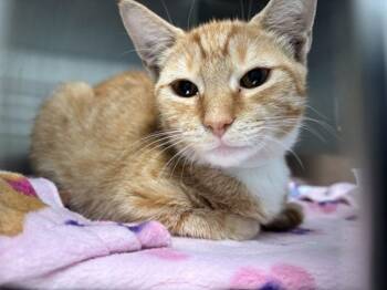 Hollywood -  Domestic Short Hair Cat for Adoption - Hollywood | PetCurious
