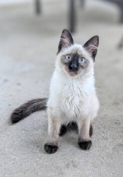 Top Hat -  Siamese Cat for Adoption in Denver, Colorado - Top Hat | PetCurious