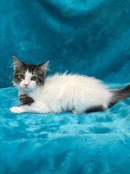 Domestic Long Hair Cats Available for Adoption in Denham Springs, Louisiana - Mary Jane | PetCurious