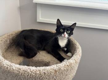 Bootsie JN -  Domestic Medium Hair Cat for Adoption in Greenville, South Carolina - Bootsie JN | PetCurious