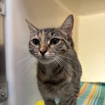 Lulu -  Domestic Short Hair Cat for Adoption in Harrisonburg, Virginia - Lulu | PetCurious