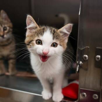 Domestic Short Hair Cats Available for Adoption in Goleta, California - Hei Hei | PetCurious