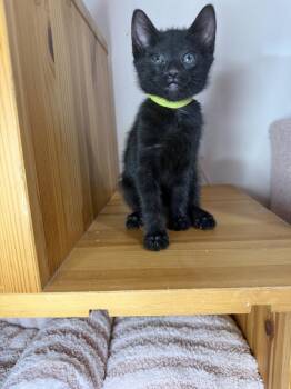 Coal -  Domestic Short Hair Cat for Adoption in Martinsburg, West Virginia - Coal | PetCurious