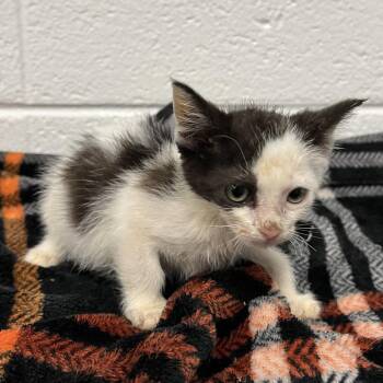 Groot -  Domestic Short Hair Cat for Adoption in Spruce Pine, North Carolina - Groot | PetCurious