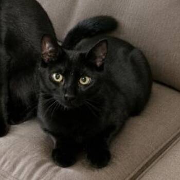 Monte -  Domestic Short Hair Cat for Adoption in Honeoye, New York - Monte | PetCurious