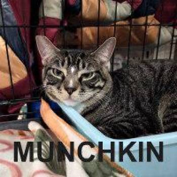 Tabby Cats Available for Adoption - MUNCHKIN | PetCurious