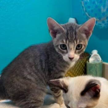 Cowboy -  Domestic Medium Hair Cat for Adoption in Pacifica, California - Cowboy | PetCurious