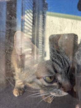 MIRACLE -  Domestic Short Hair Cat for Adoption in Woodland, California - MIRACLE | PetCurious