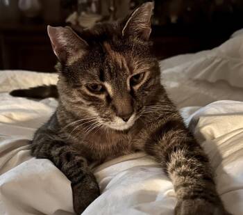 Lala -  Domestic Short Hair Cat for Adoption in Walla Walla, Washington - Lala | PetCurious