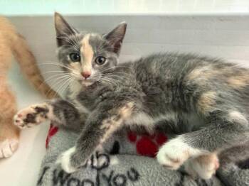 26-23 Penny -  Domestic Short Hair Cat for Adoption in St. Helens, Oregon - 26-23 Penny | PetCurious