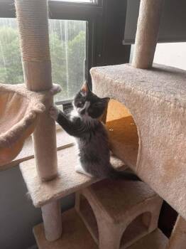 Ruby -  Domestic Medium Hair Cat for Adoption in Toronto, Ontario - Ruby | PetCurious